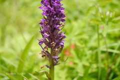 Dactylorhiza hatagirea